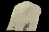 Partial, Miocene Pea Crab (Pinnixa) Fossil - California #177041-1